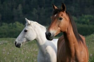 Rücktritt vom pferdekaufvertrags